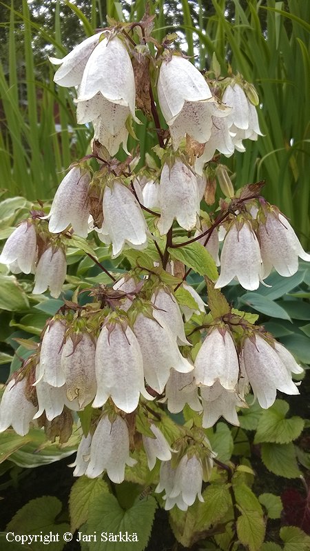 Campanula tachasamense, temppelikello